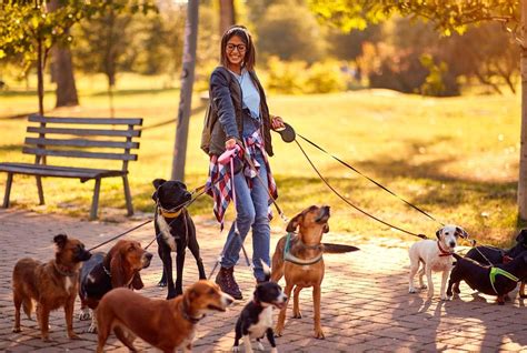 dog walking services melbourne.